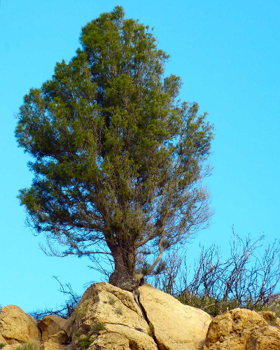 Tetraclinis articulata